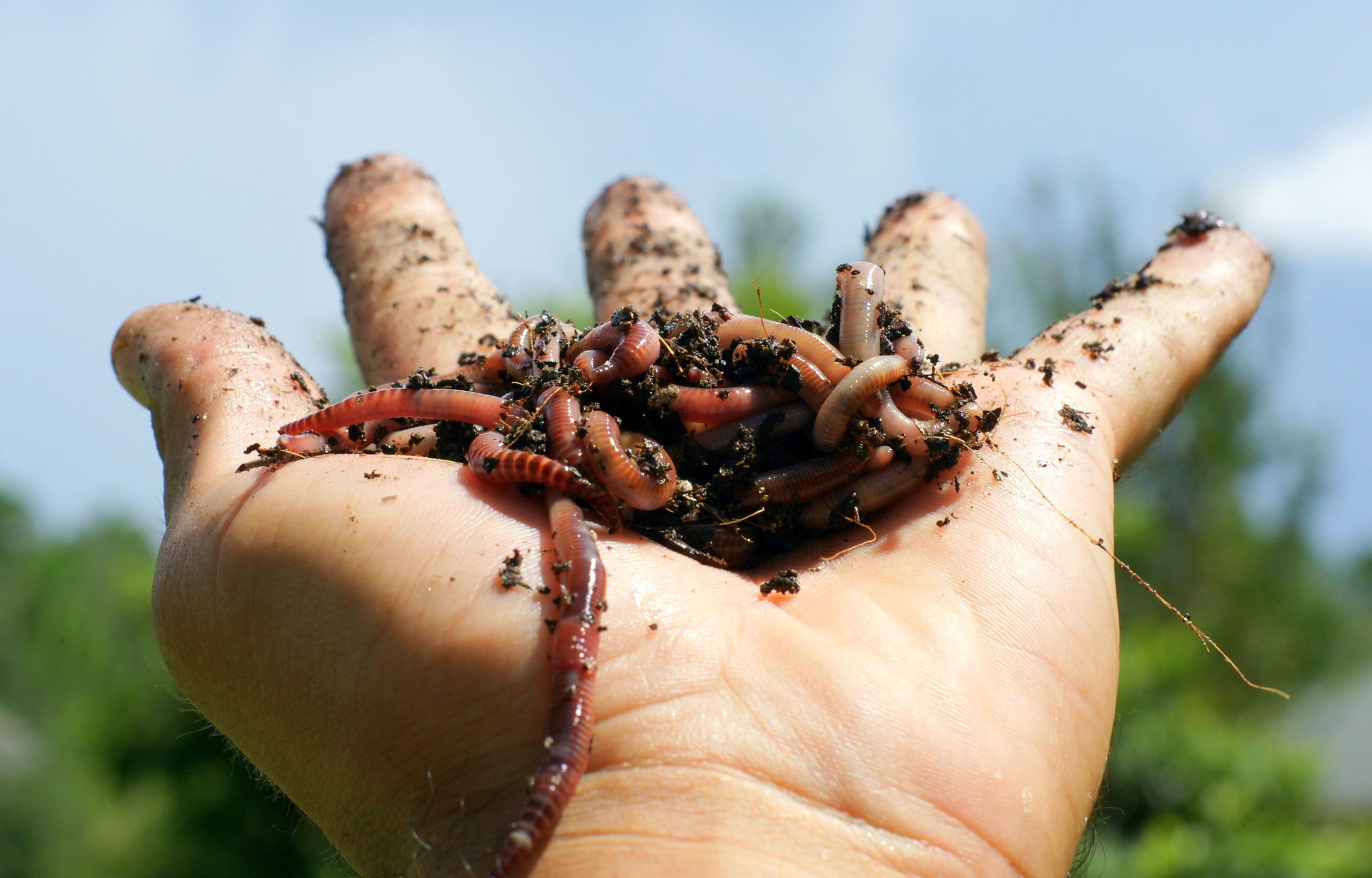 Home Margaret River Earthworms